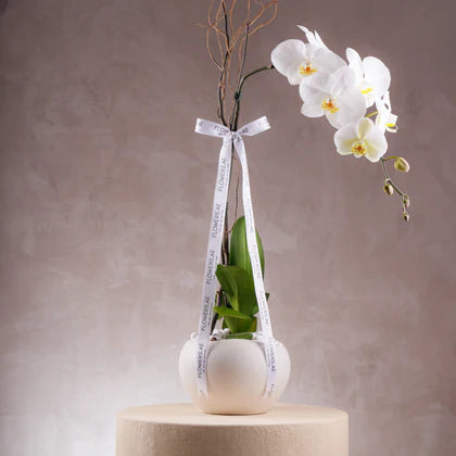 White orchid