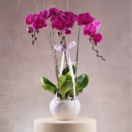 purple orchid